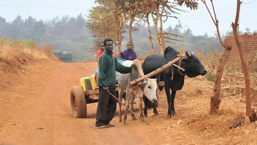 Ochsenkarren für den Wassertransport in Karatu
5603
