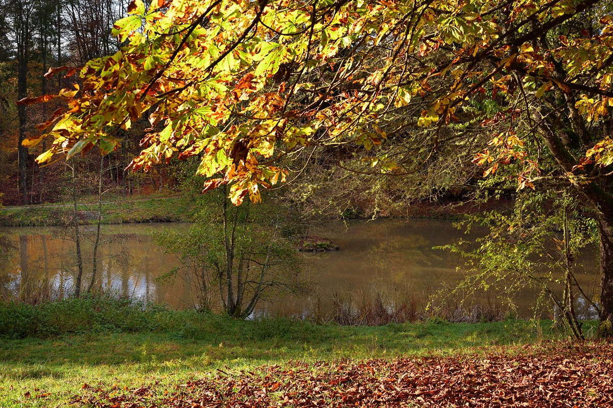Ochsenweiher- (2).jpg