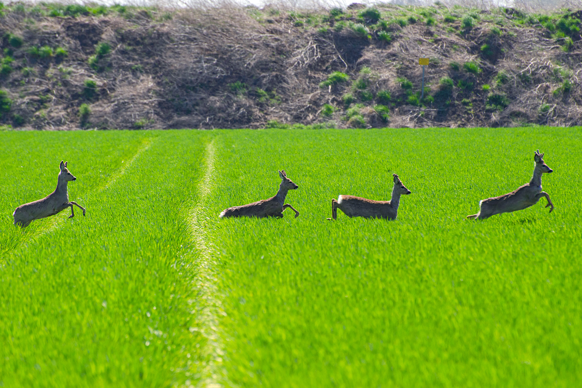 OF-40856.jpg