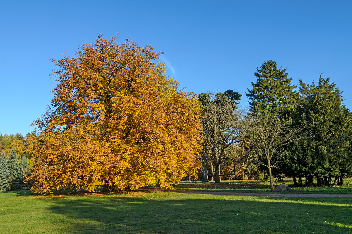 OF-49040.jpg