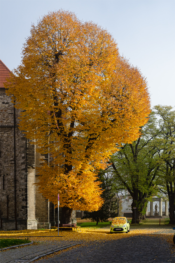 OF-49283.jpg