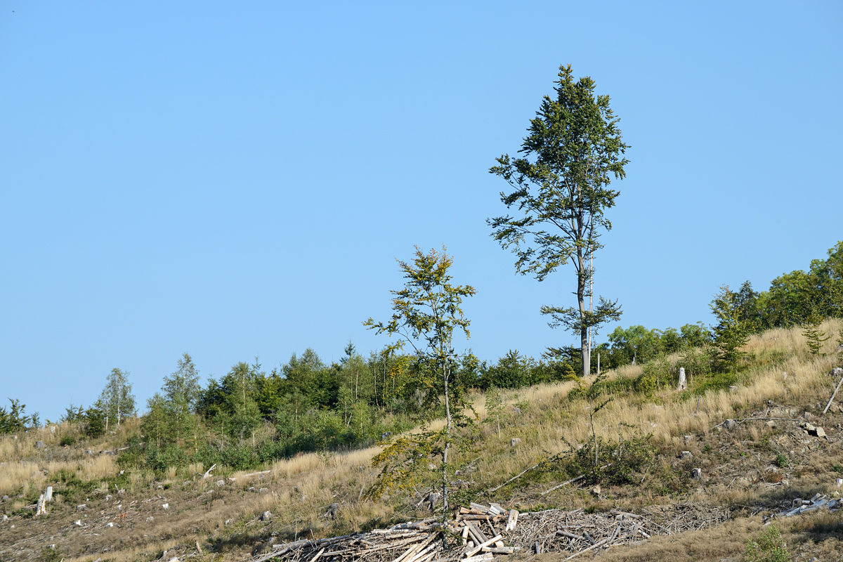 OF-60832.jpg