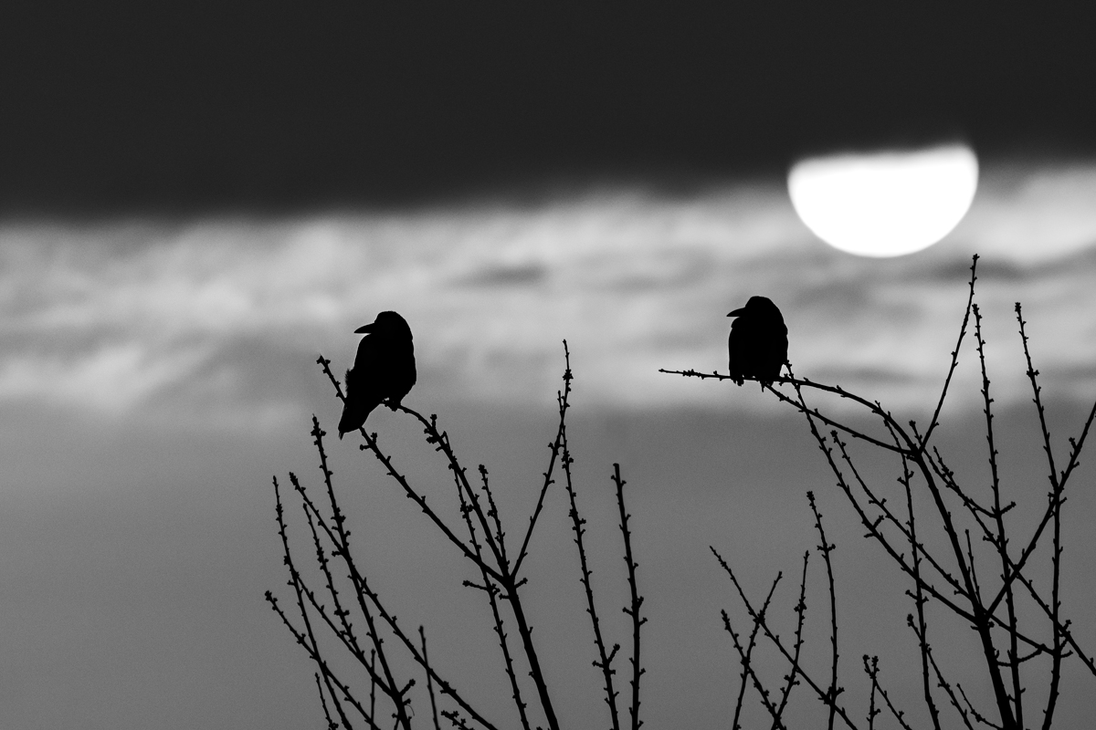 OF2_05845sw.jpg