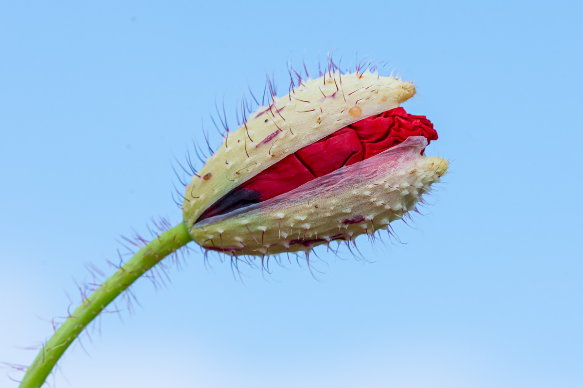OF2_29849.jpg