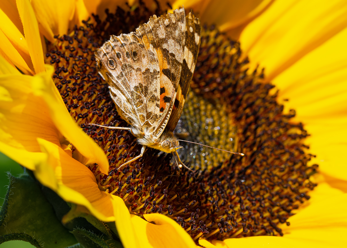 OF2_30271.jpg