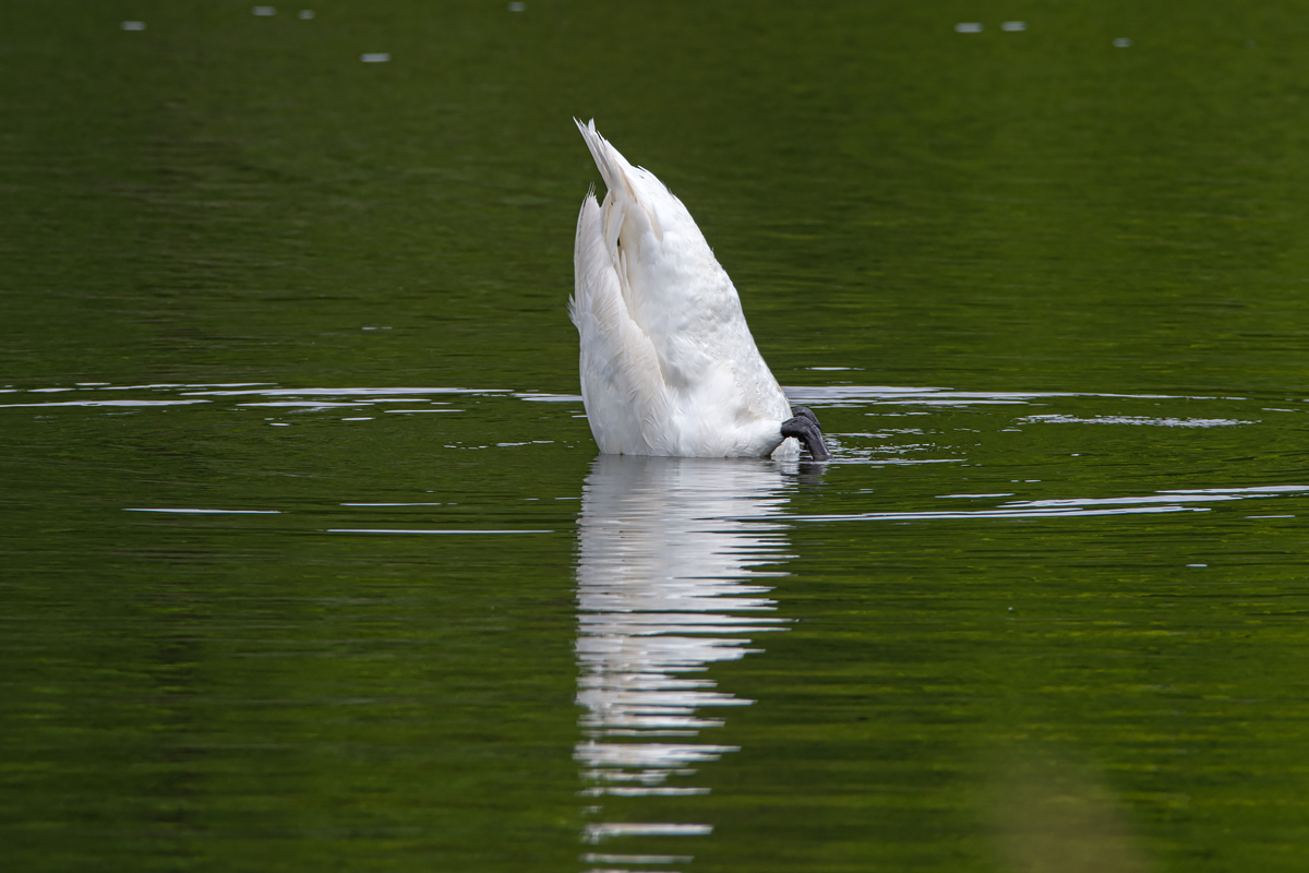 OF2_30444.jpg