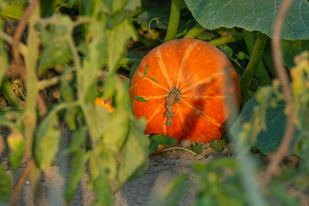 OF2_30860.jpg