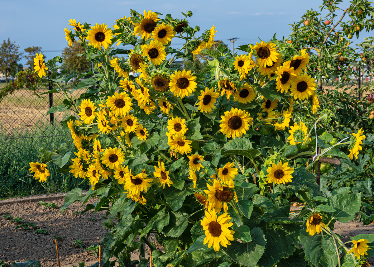 OF2_30885.jpg