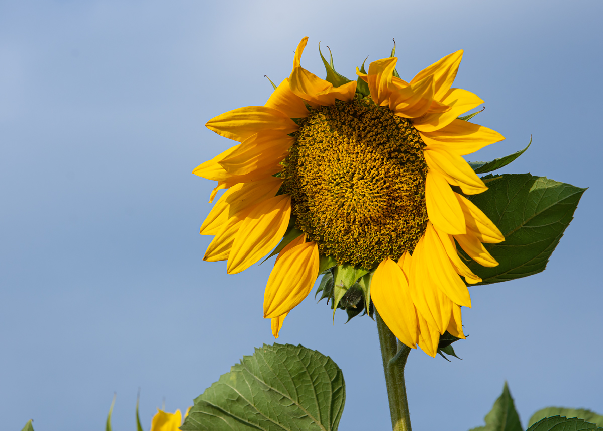 OF2_30893.jpg