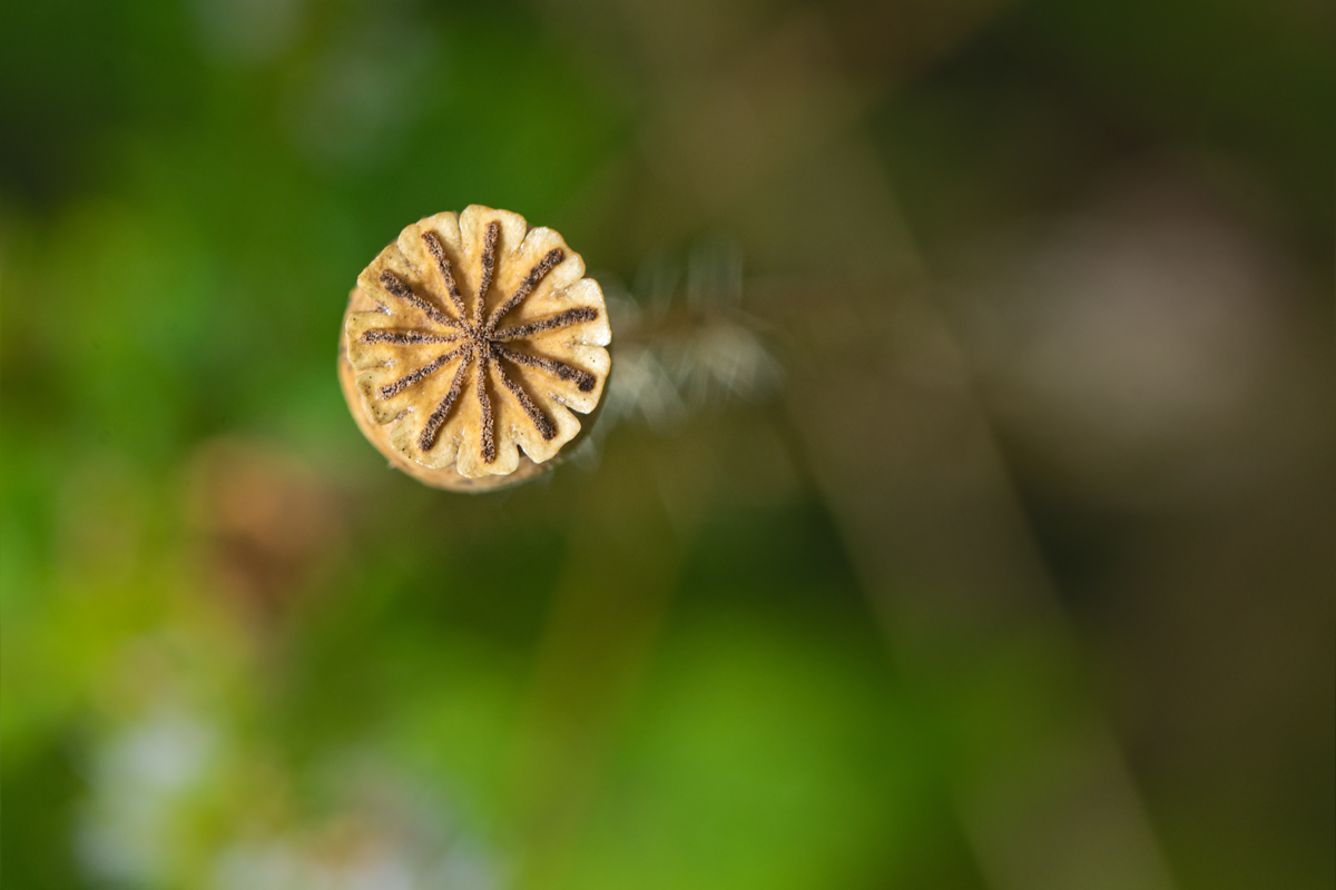 OF2_31248.jpg