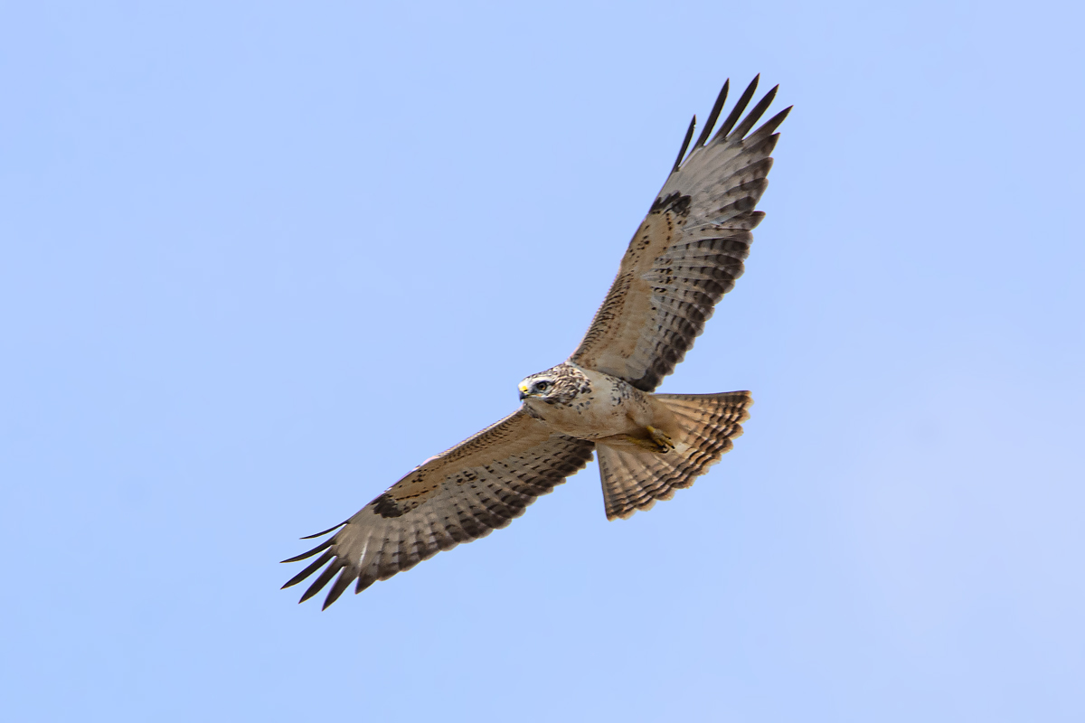 OF2_32184.jpg