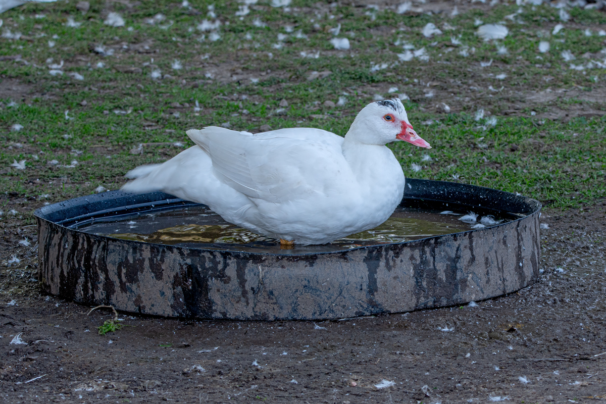OF2_32618.jpg