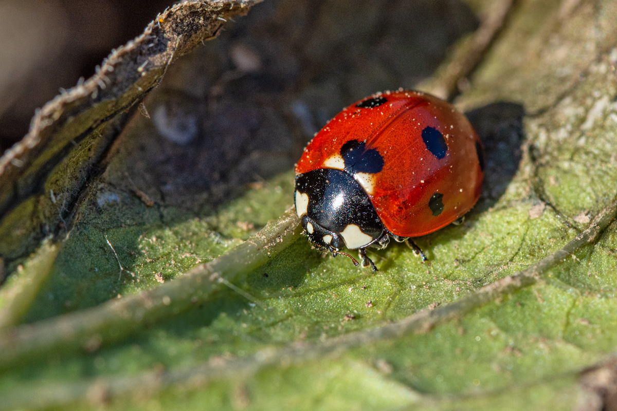 OF2_34124.jpg