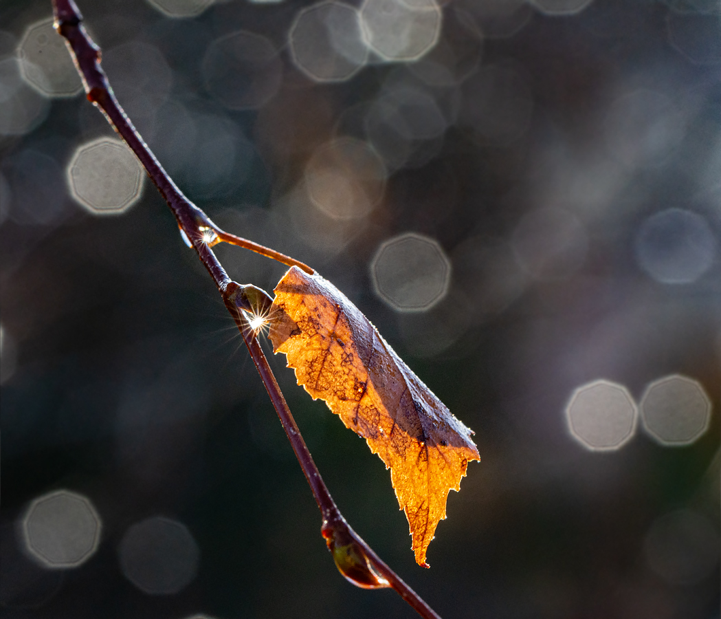 OF2_35370.jpg