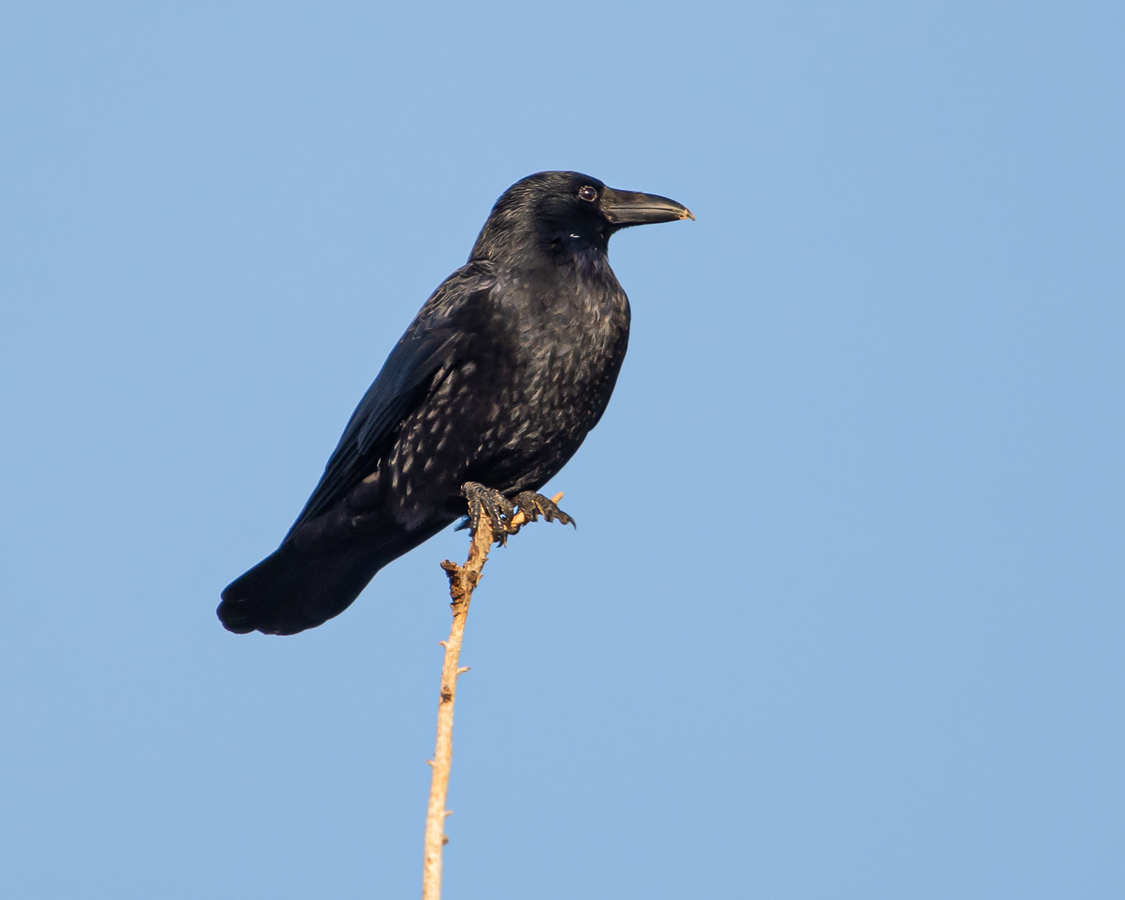 OF2_35450.jpg