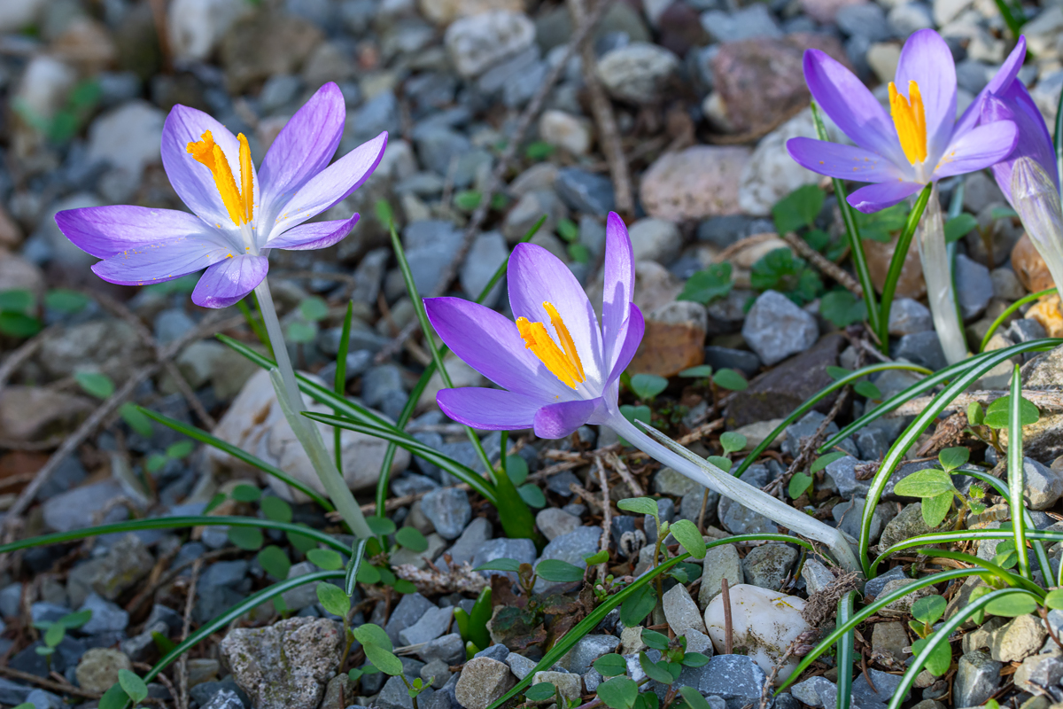 OF2_37008.jpg