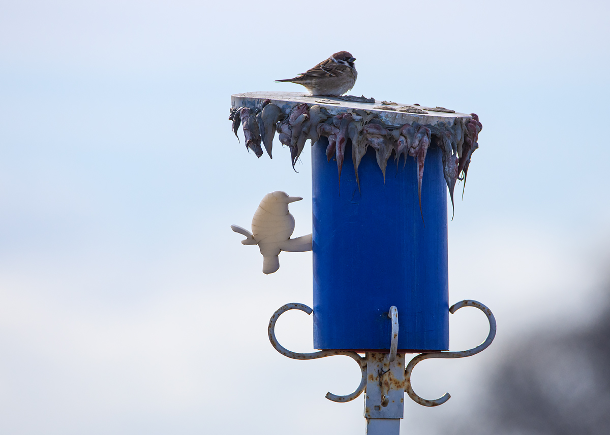 OF2_37639.jpg