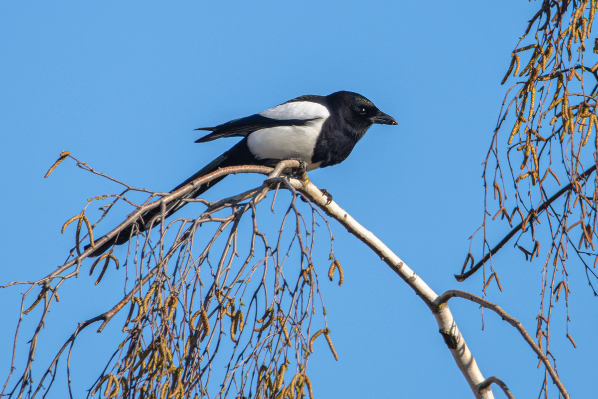 OF2_38515.jpg
