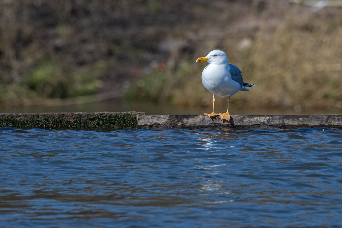 OF2_39043.jpg