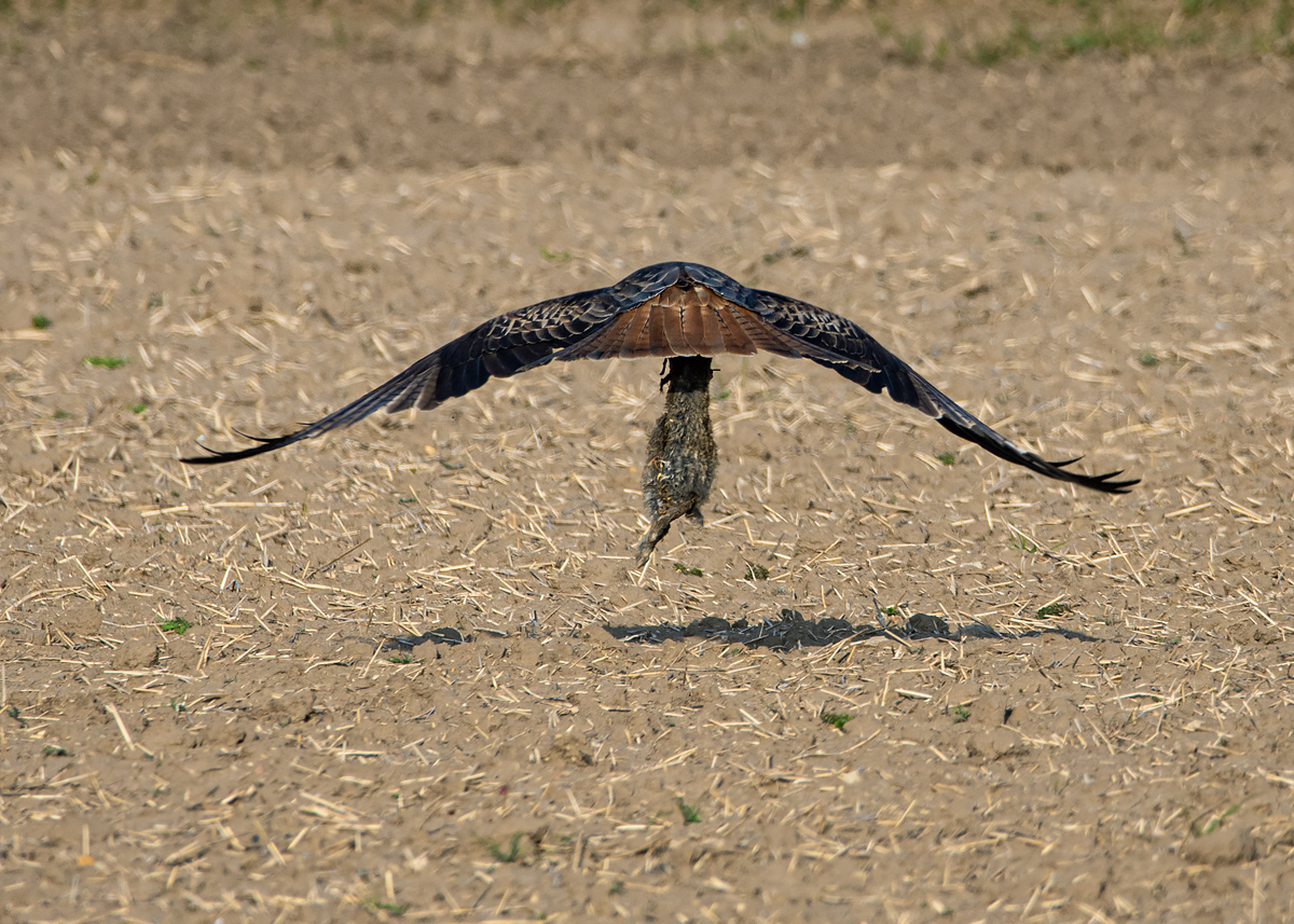 OF2_39103.jpg