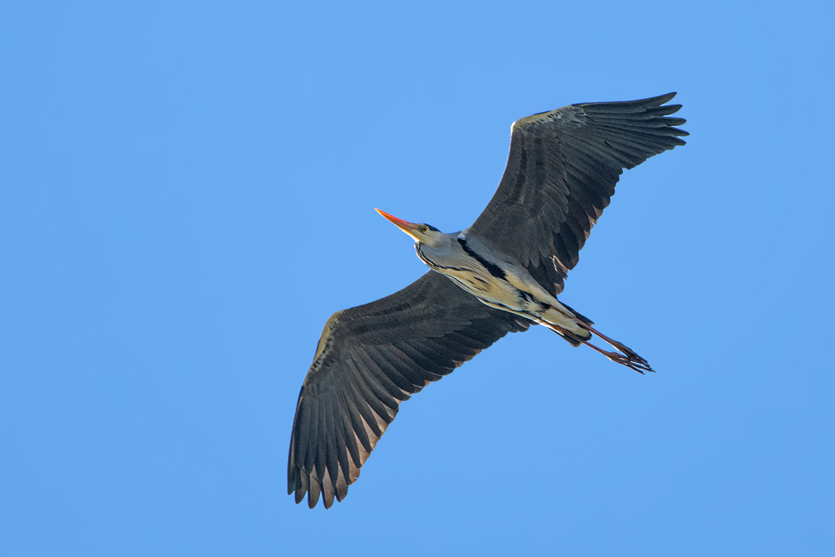OF2_40770.jpg