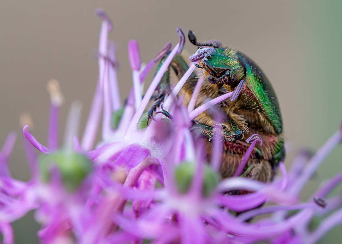 OF2_41290.jpg