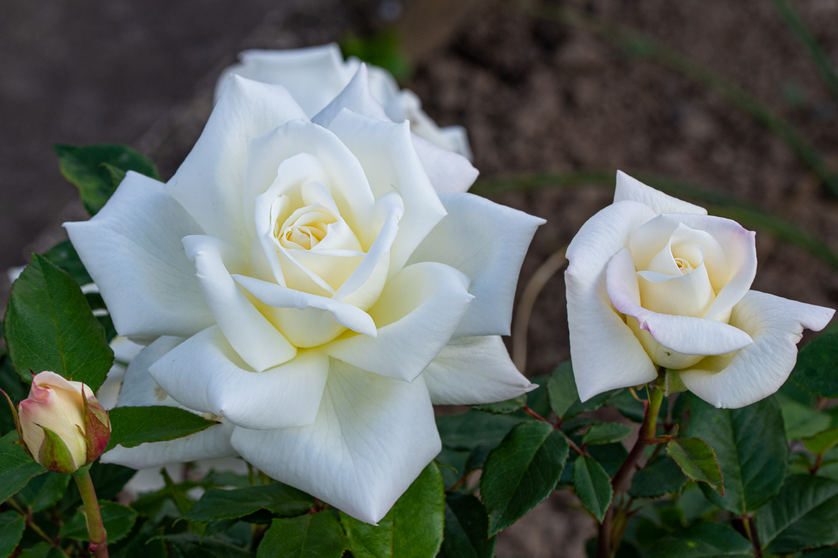 OF2_42103.jpg