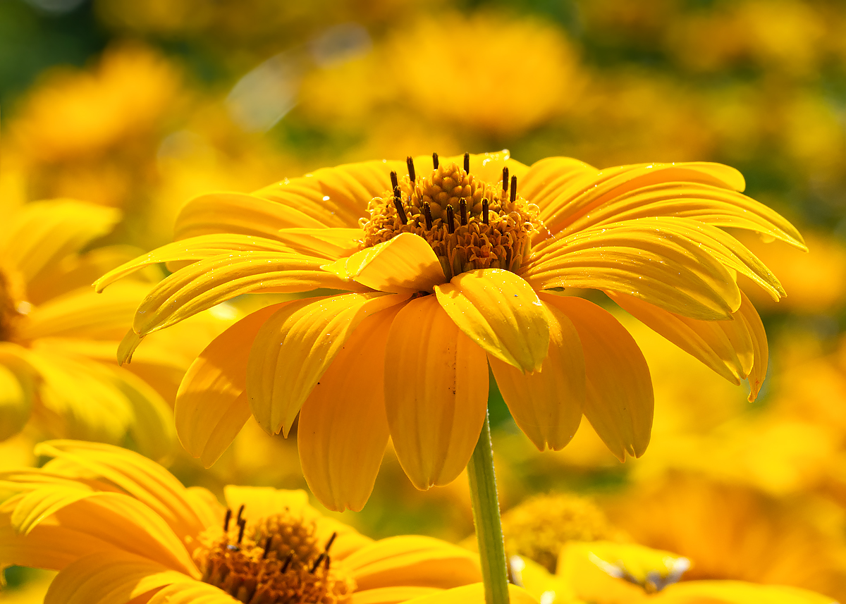 OF2_42670.jpg