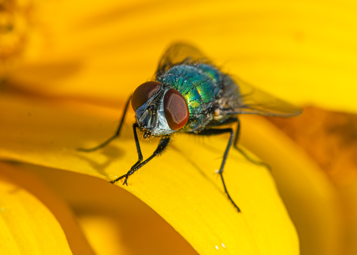 OF2_42690.jpg