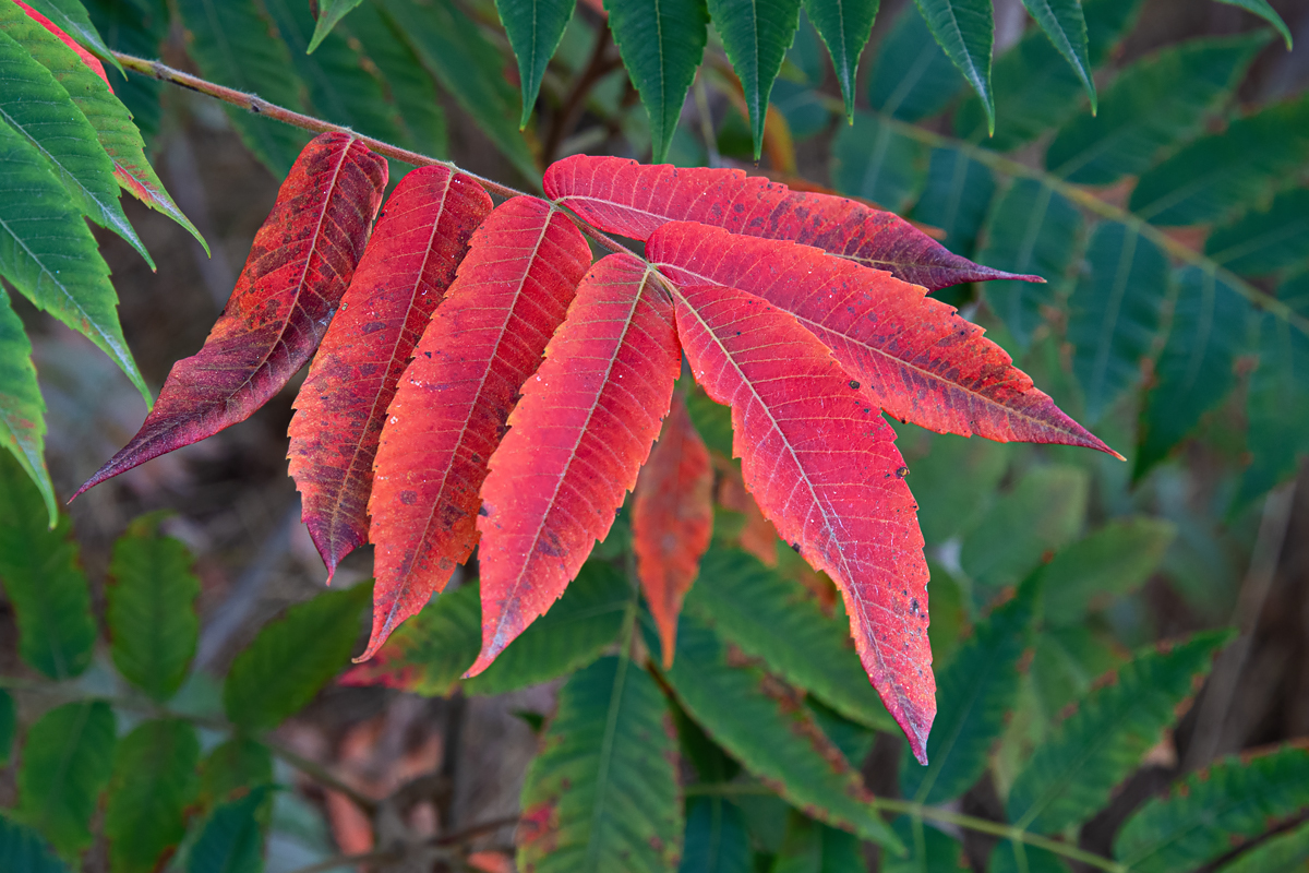 OF2_44127.jpg