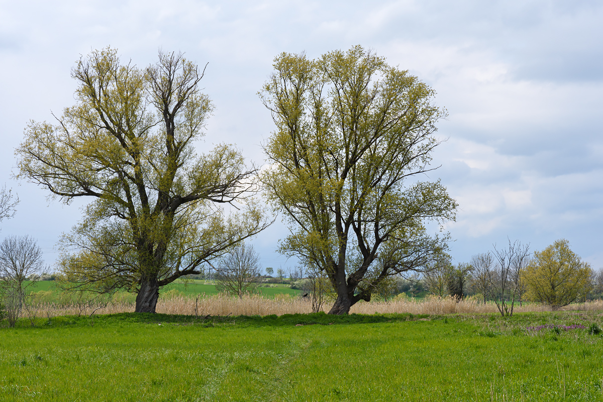 OF2_49155.jpg