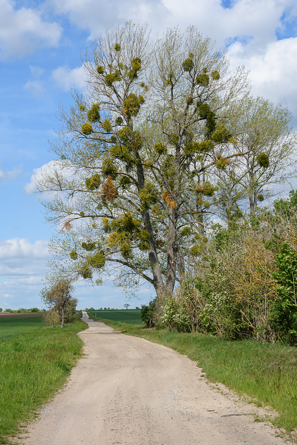 OF2_49397.jpg