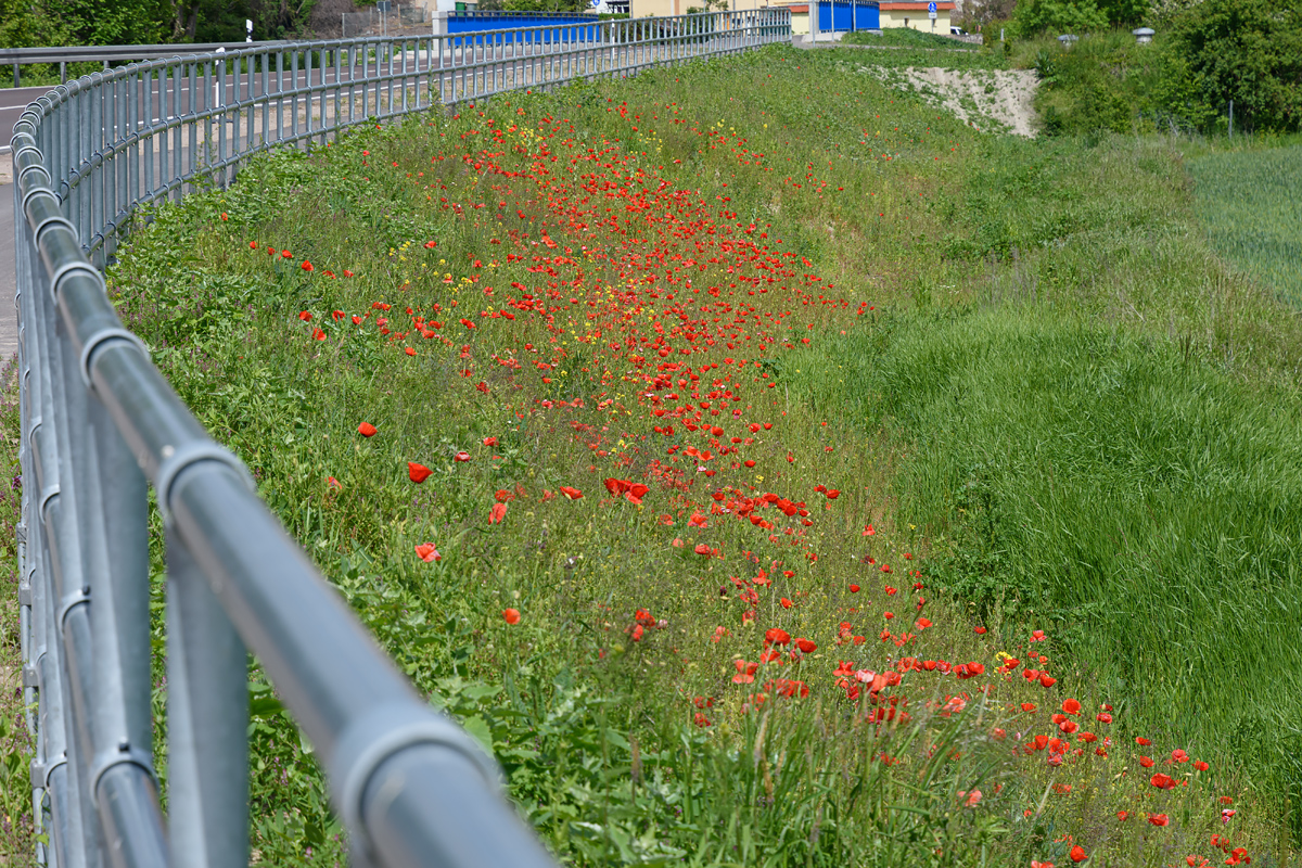 OF2_49490.jpg