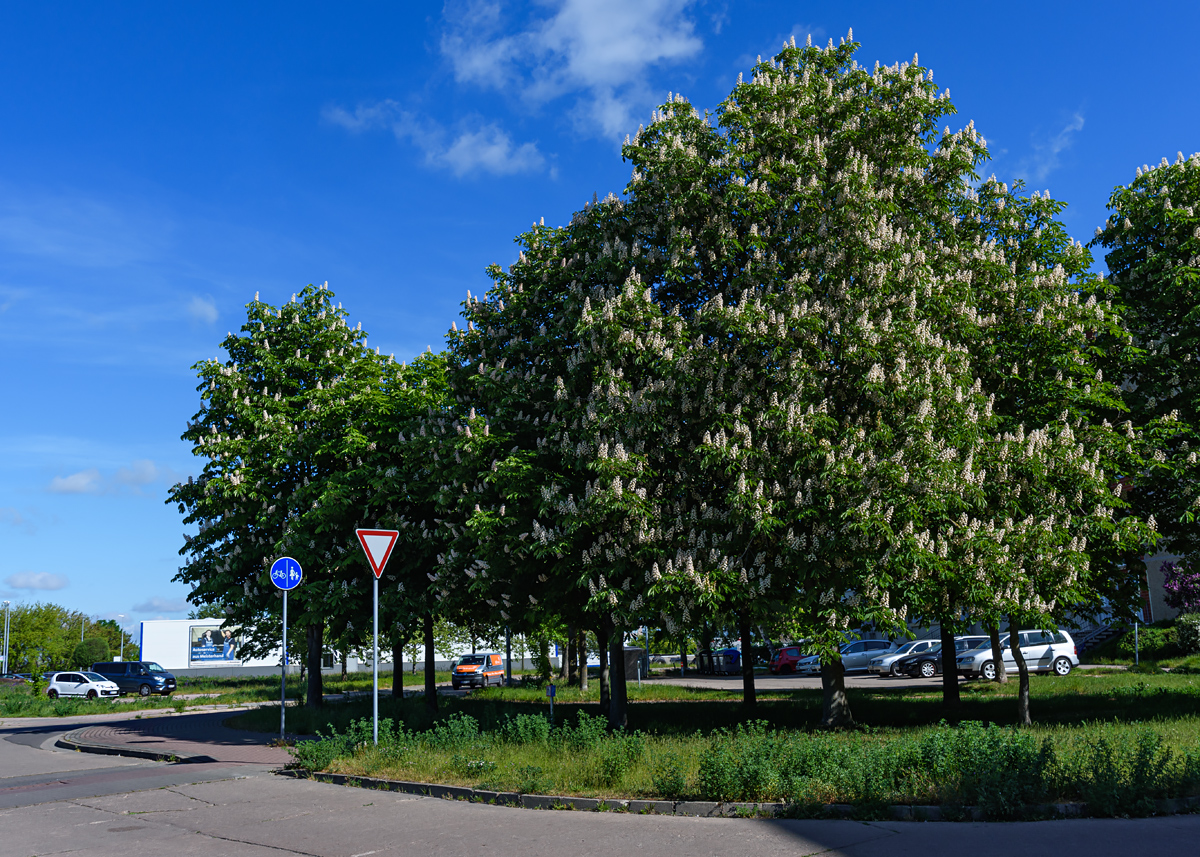 OF2_56074.jpg
