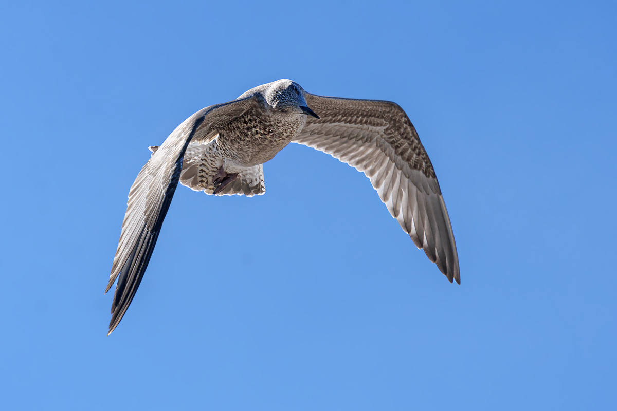 OF2_59091.jpg