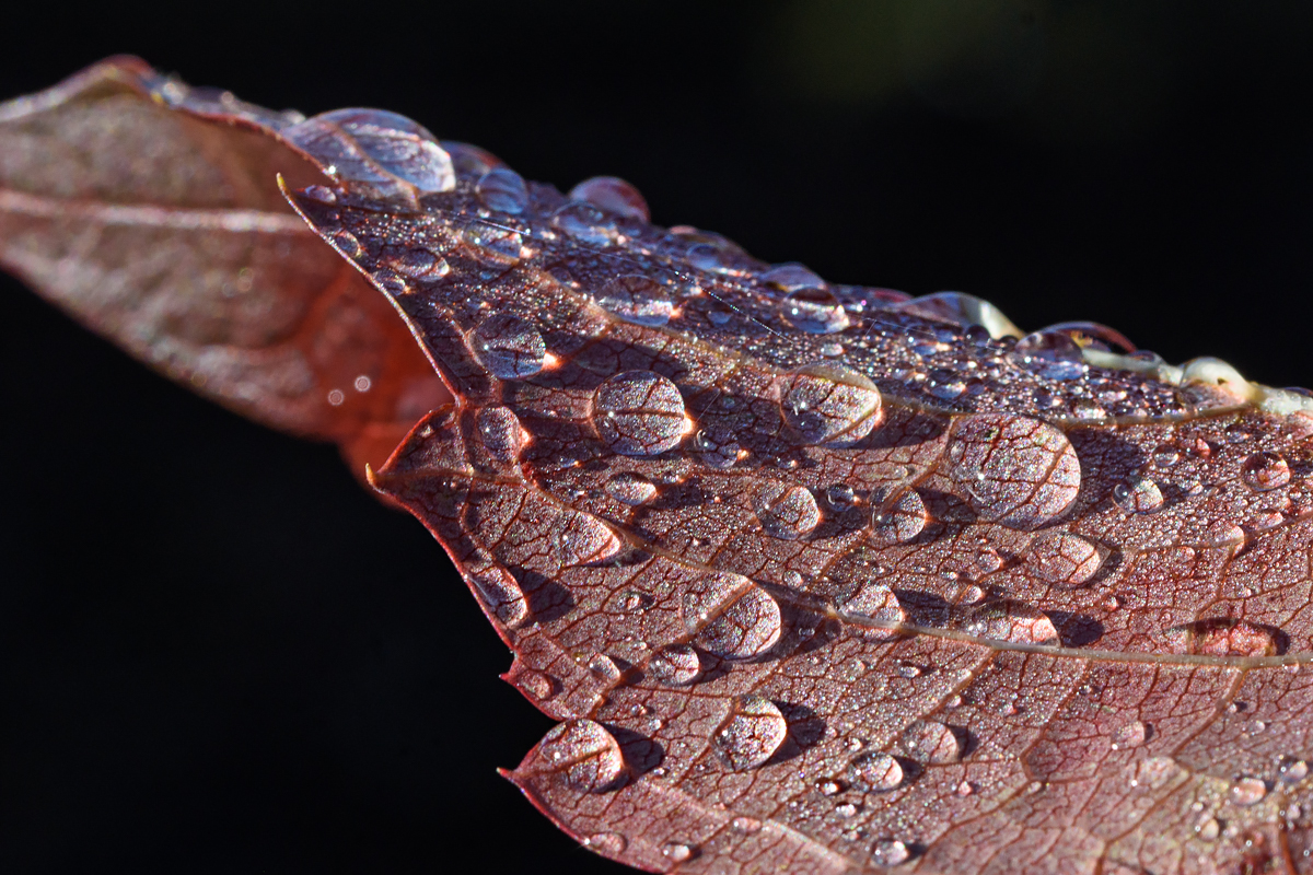 OF2_60406.jpg