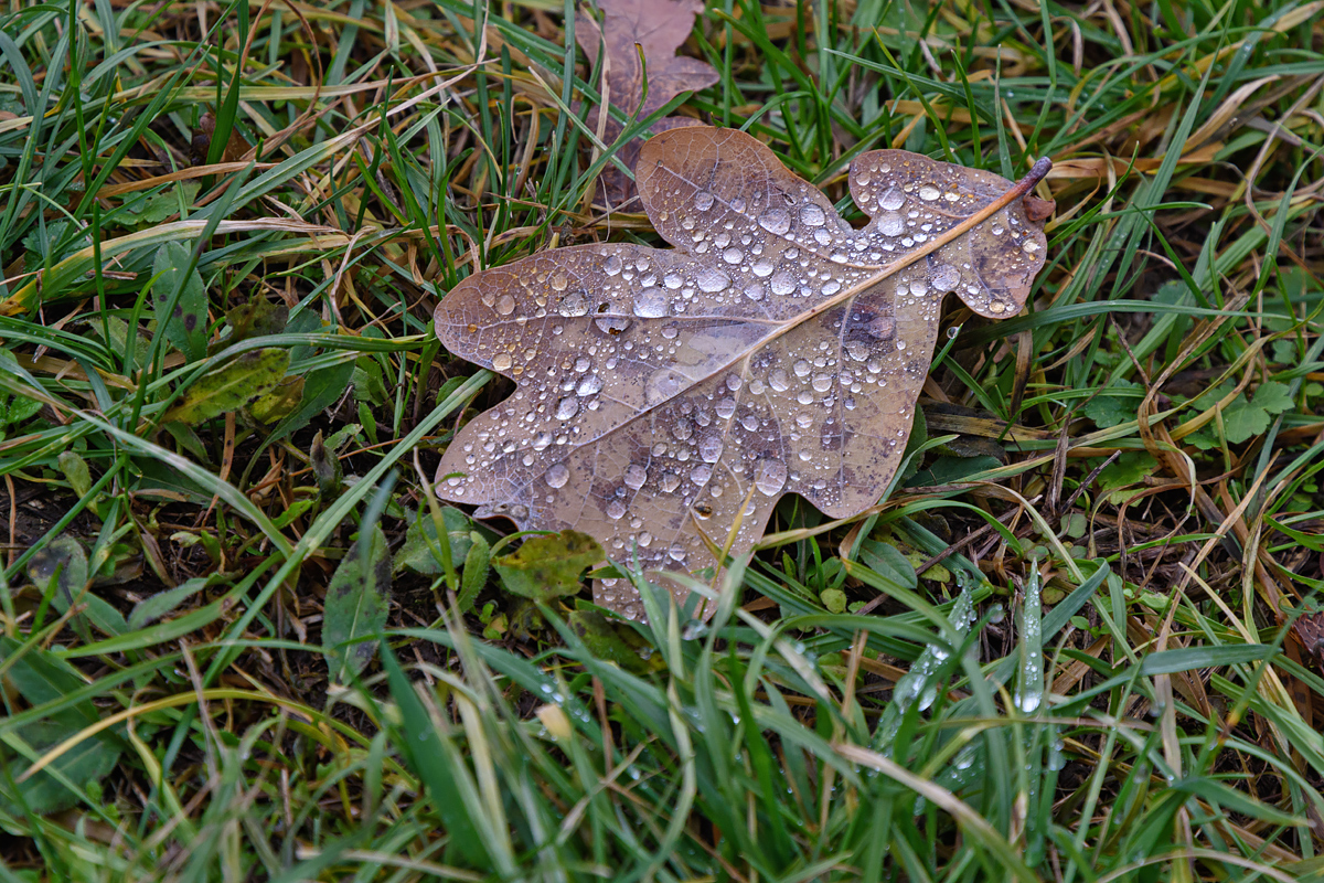 OF2_60899.jpg