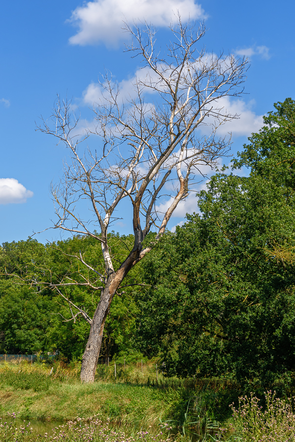 OF2_64753.jpg