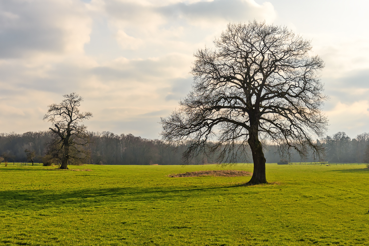 OF2_68273.jpg