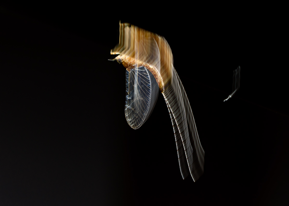 OF2_75496.jpg