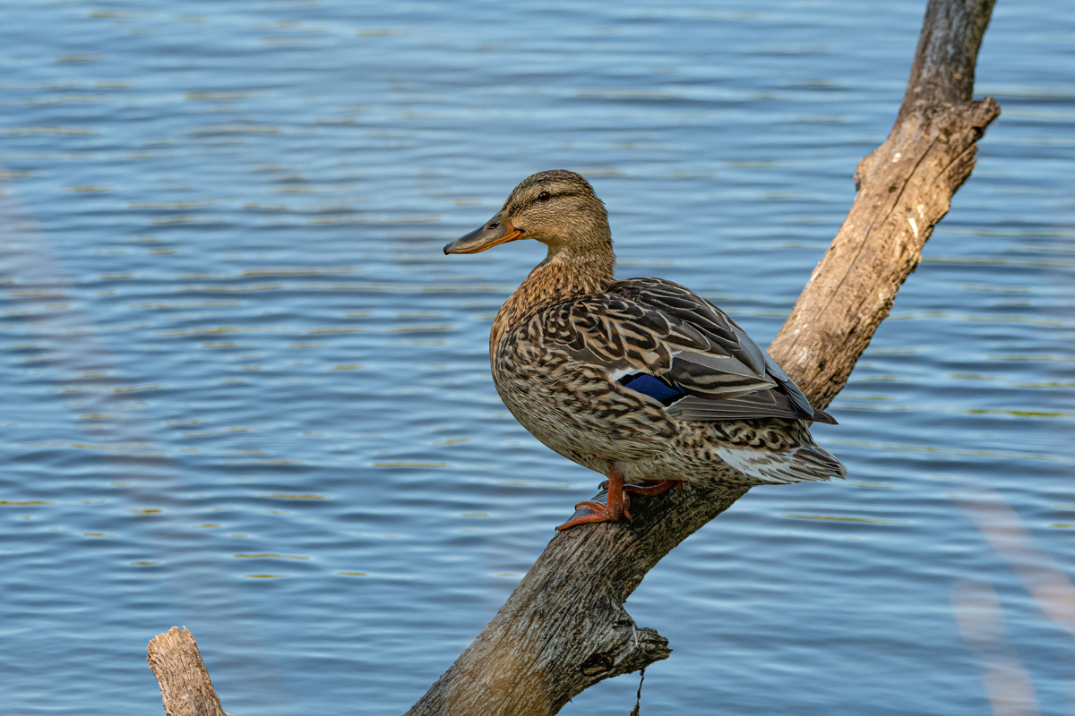 OF5_00363.jpg
