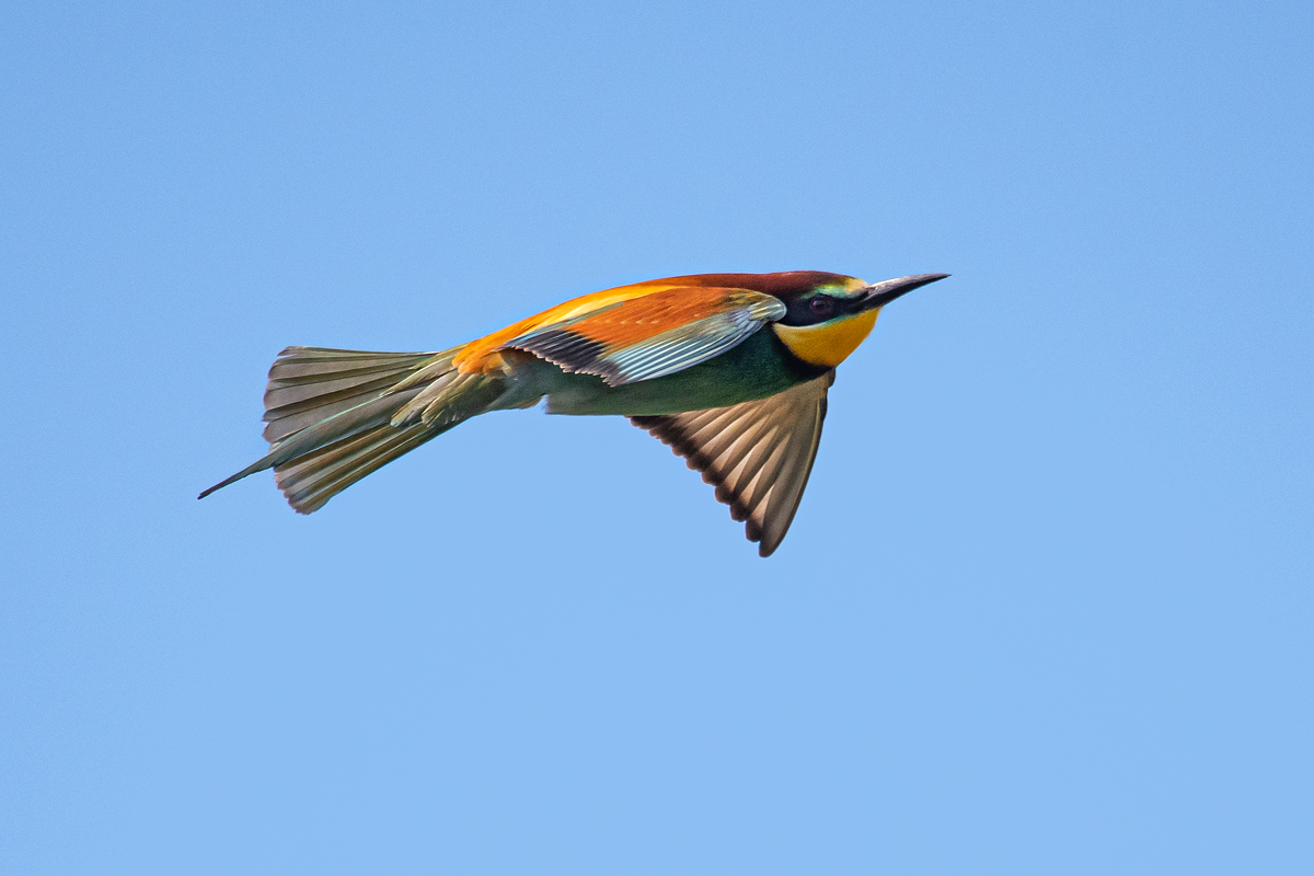 OF5_00810.jpg