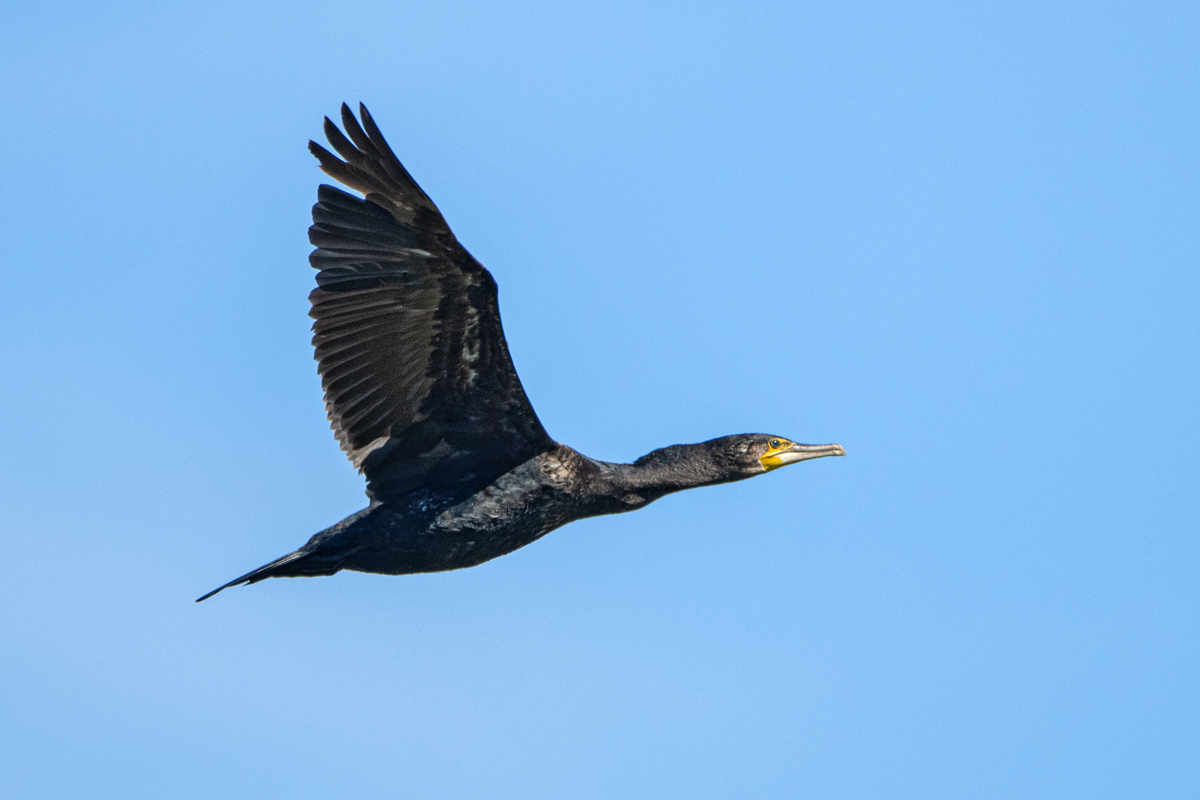 OF5_01157.jpg