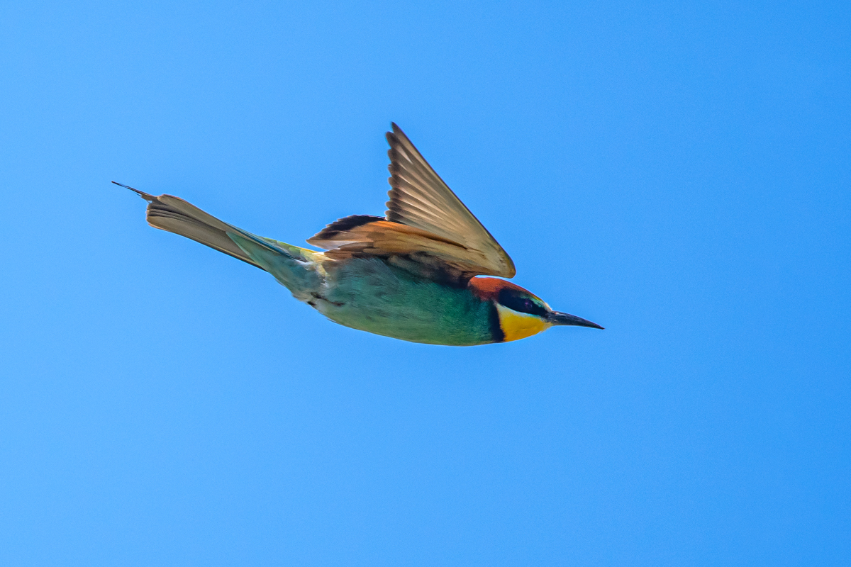 OF5_01312.jpg