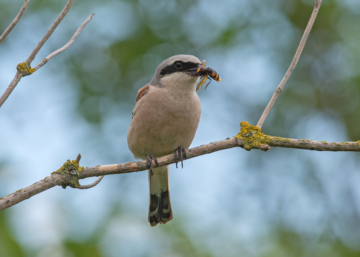 OF5_03158.jpg