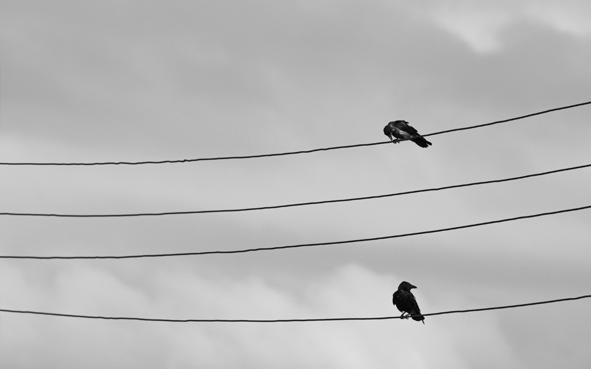 OF5_03380sw.jpg