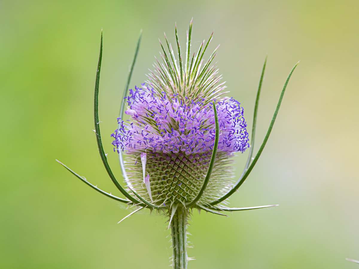 OF5_03515.jpg