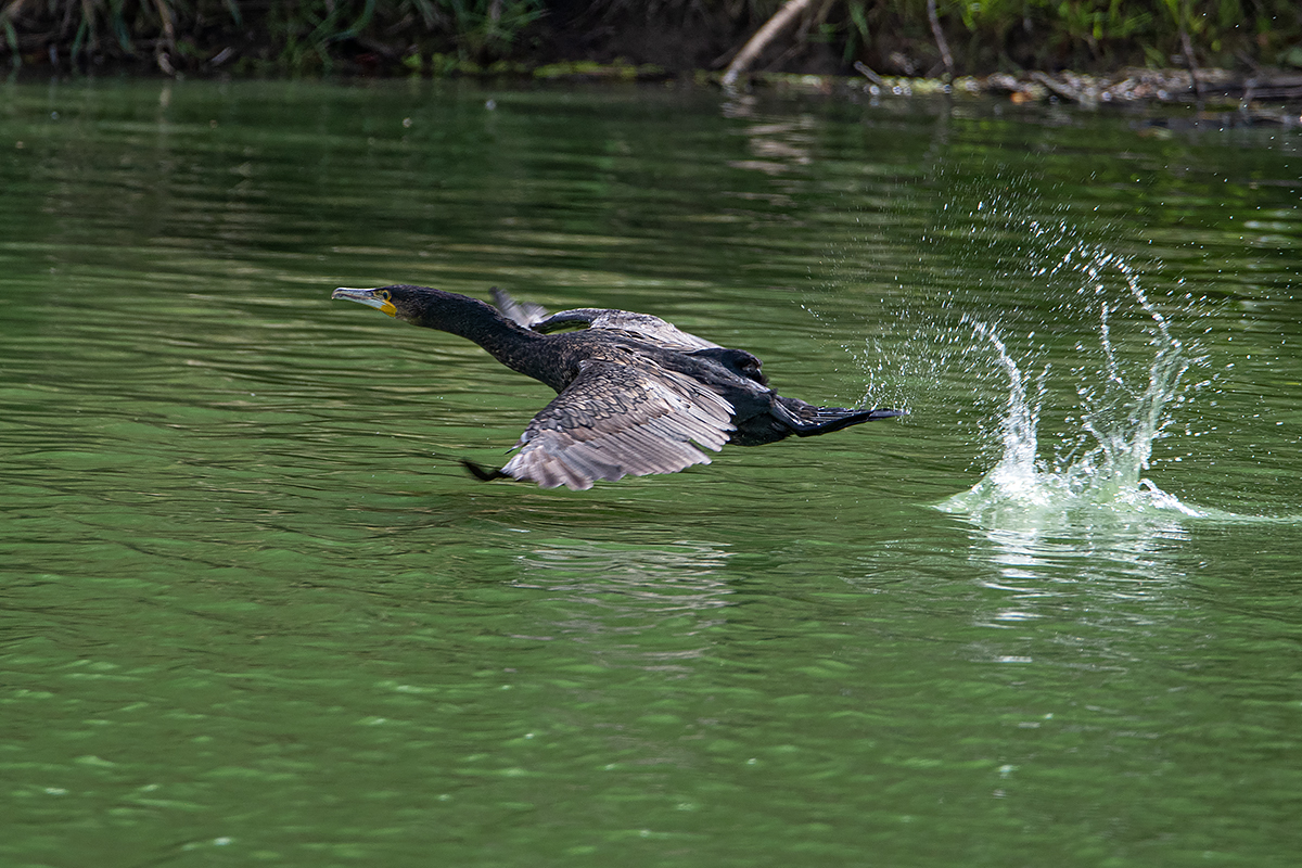 OF5_04315.jpg