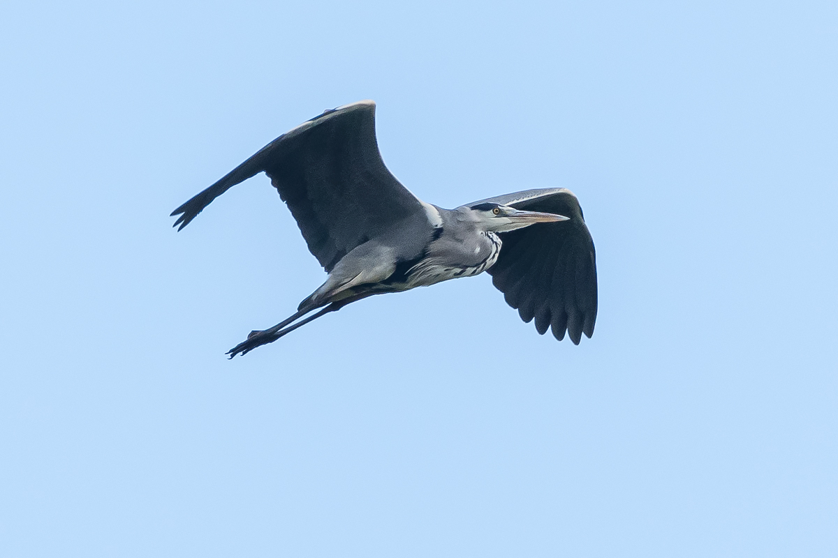 OF5_05100.jpg