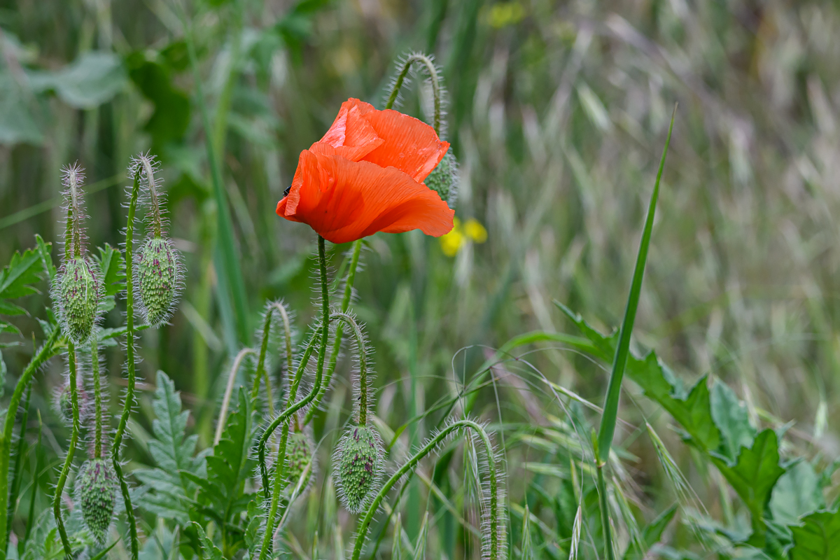 OF5_11576.jpg